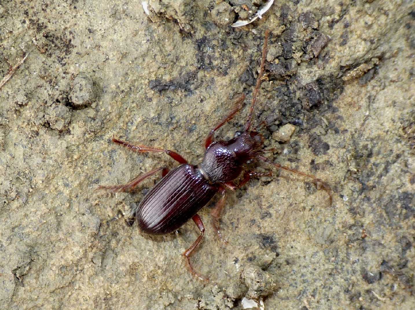 Carterus calydonius & Scybalicus oblongiusculus